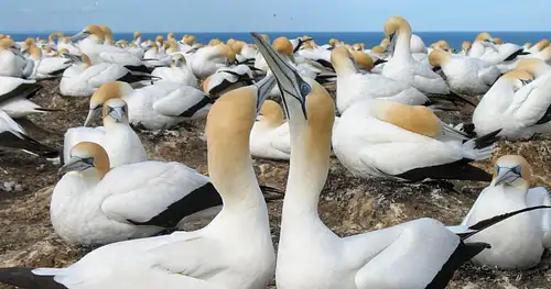 Muriwai Beach & Gannet Eco Tour